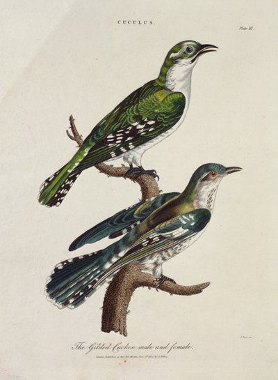Gilded Cuckoo, Male and Female by English School